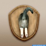 cat *** torphy.jpg