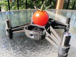 Gizmo_naked_tomatoe.jpg